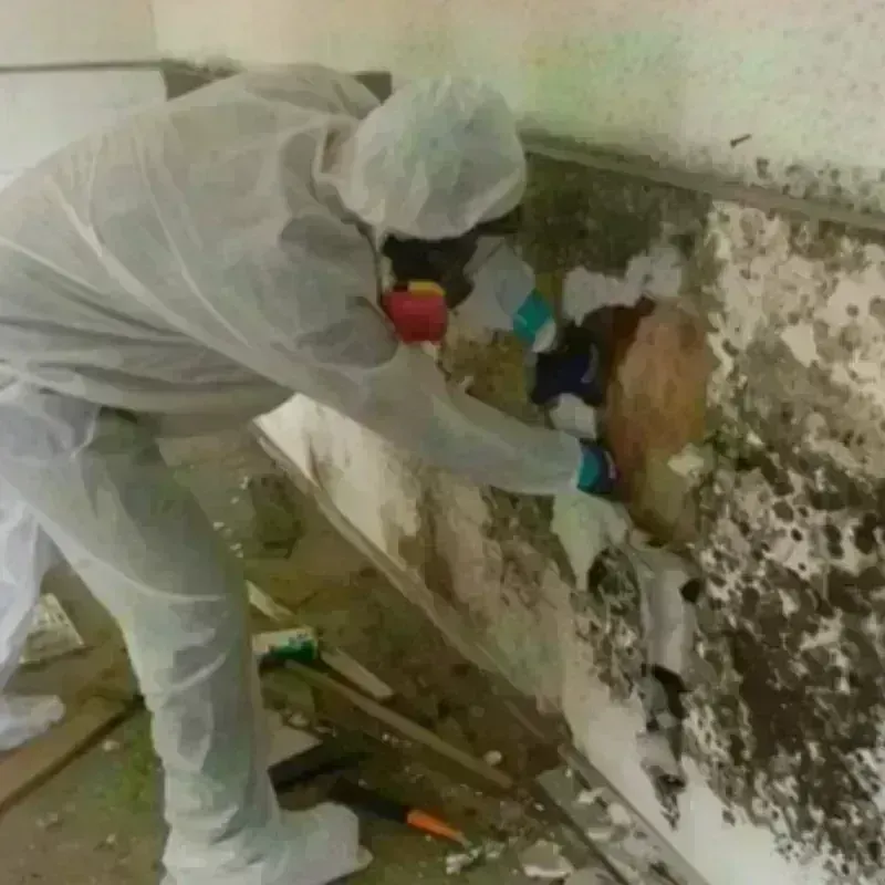 Mold Remediation and Removal in Wattsville, VA